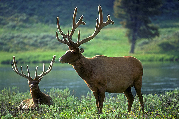elk-0330-k