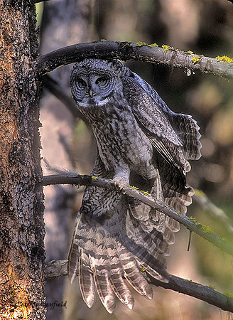 owl-145-f