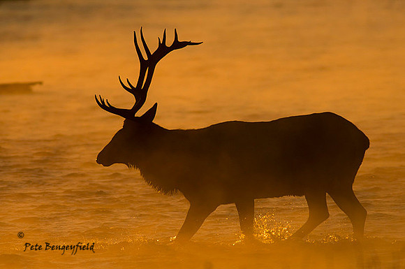 elk-4871-d