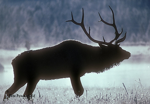 elk-0387-k