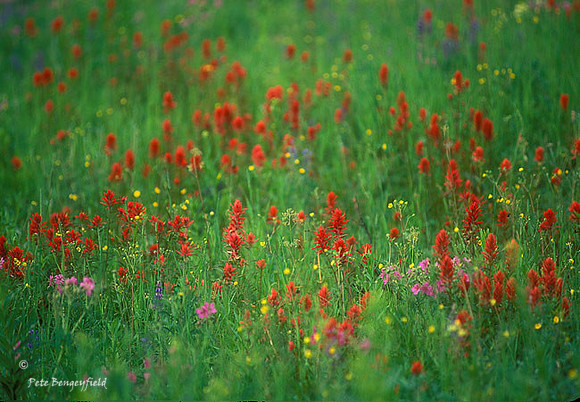 red-132-f