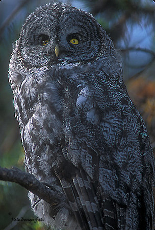 owl-343-k