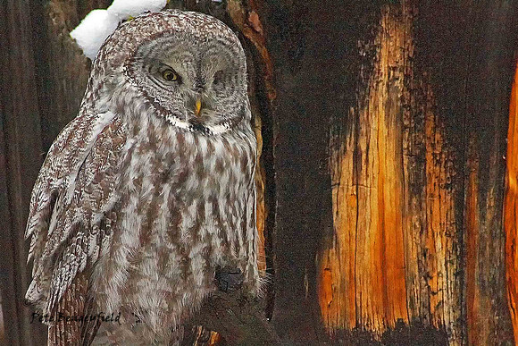 owl-525-d