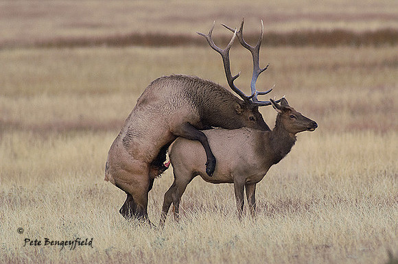 ELK-4557