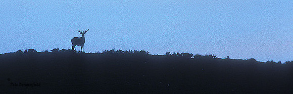 elk-1707-K