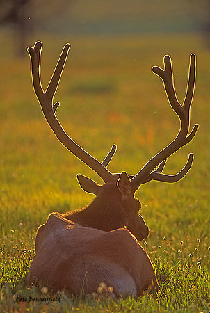 elk-3094-f