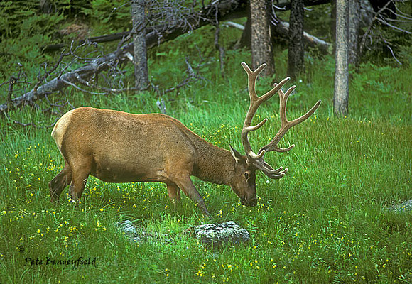 elk-0774-k