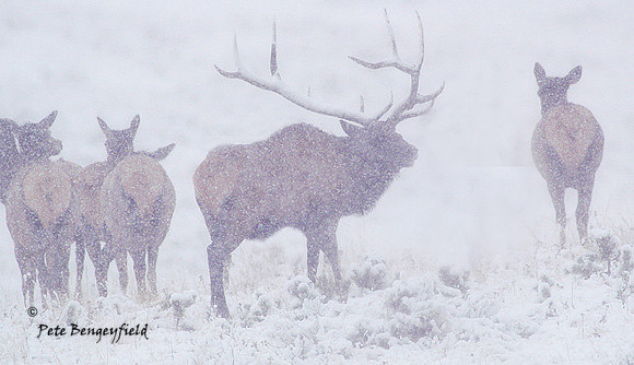 Elk-4722-d