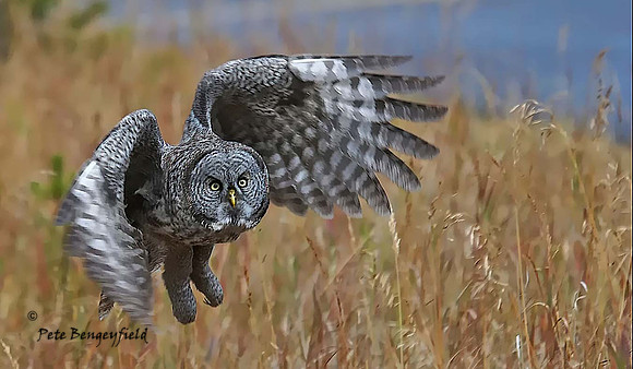 owl-519-d