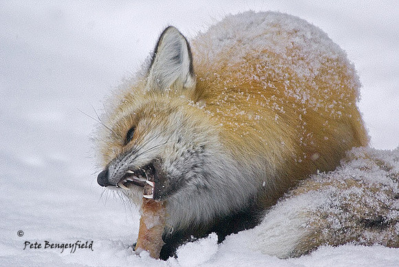 fox-364-d