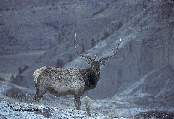 elk-0286-k
