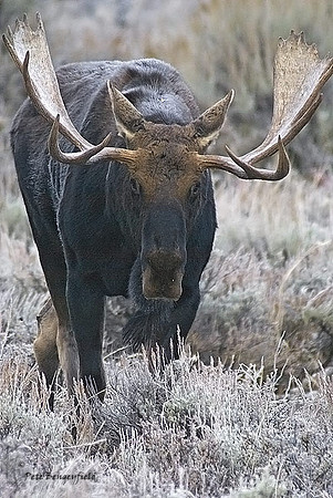 m-870-d