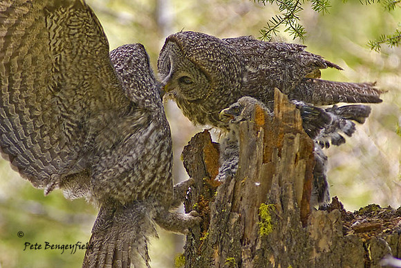 owl-500-d